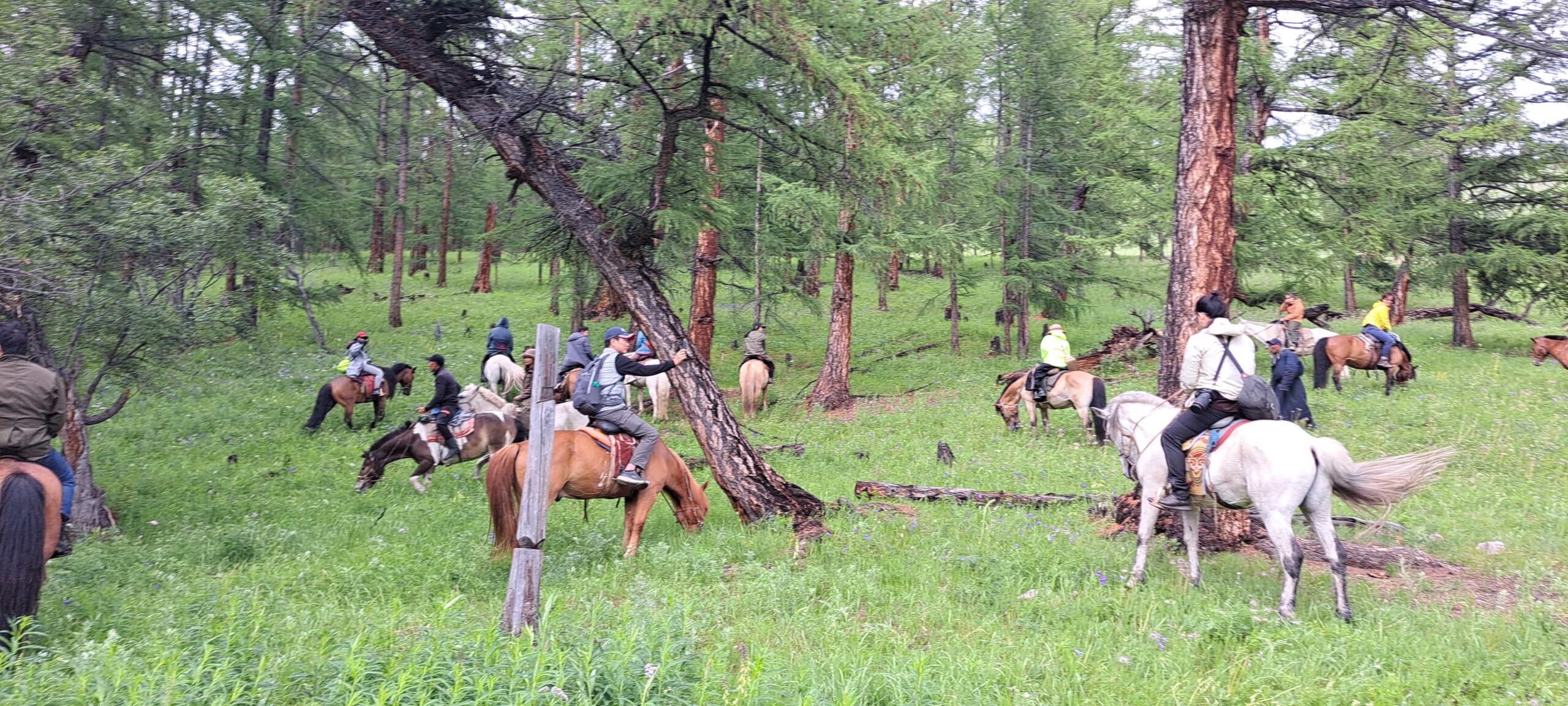 A group on horseback riding through a forested valley