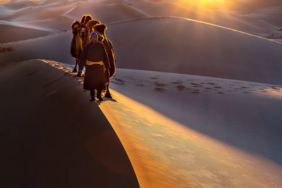 Camel Caravan at Sunset — Gobi Desert Tour in Mongolia's Golden Dunes