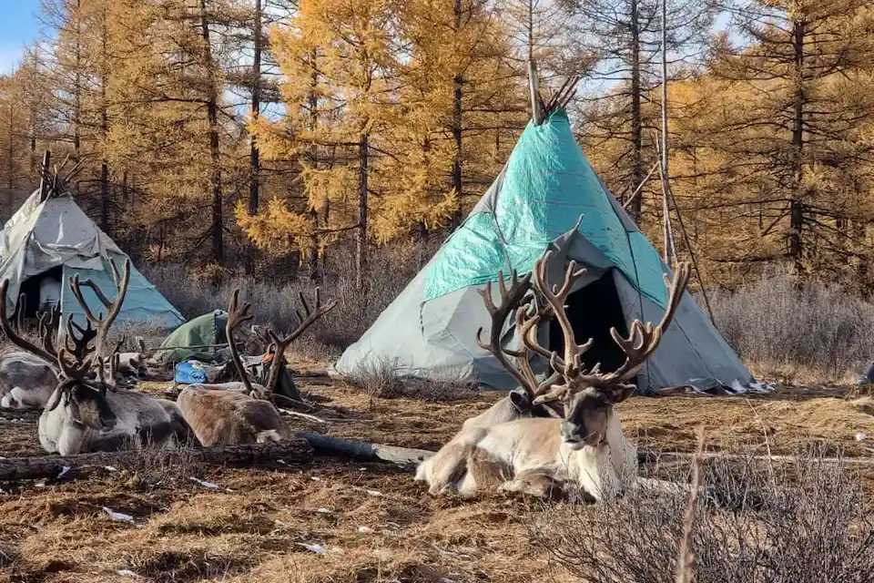 Reindeer resting beside Tsaatan herders’ tents in the golden autumn taiga
