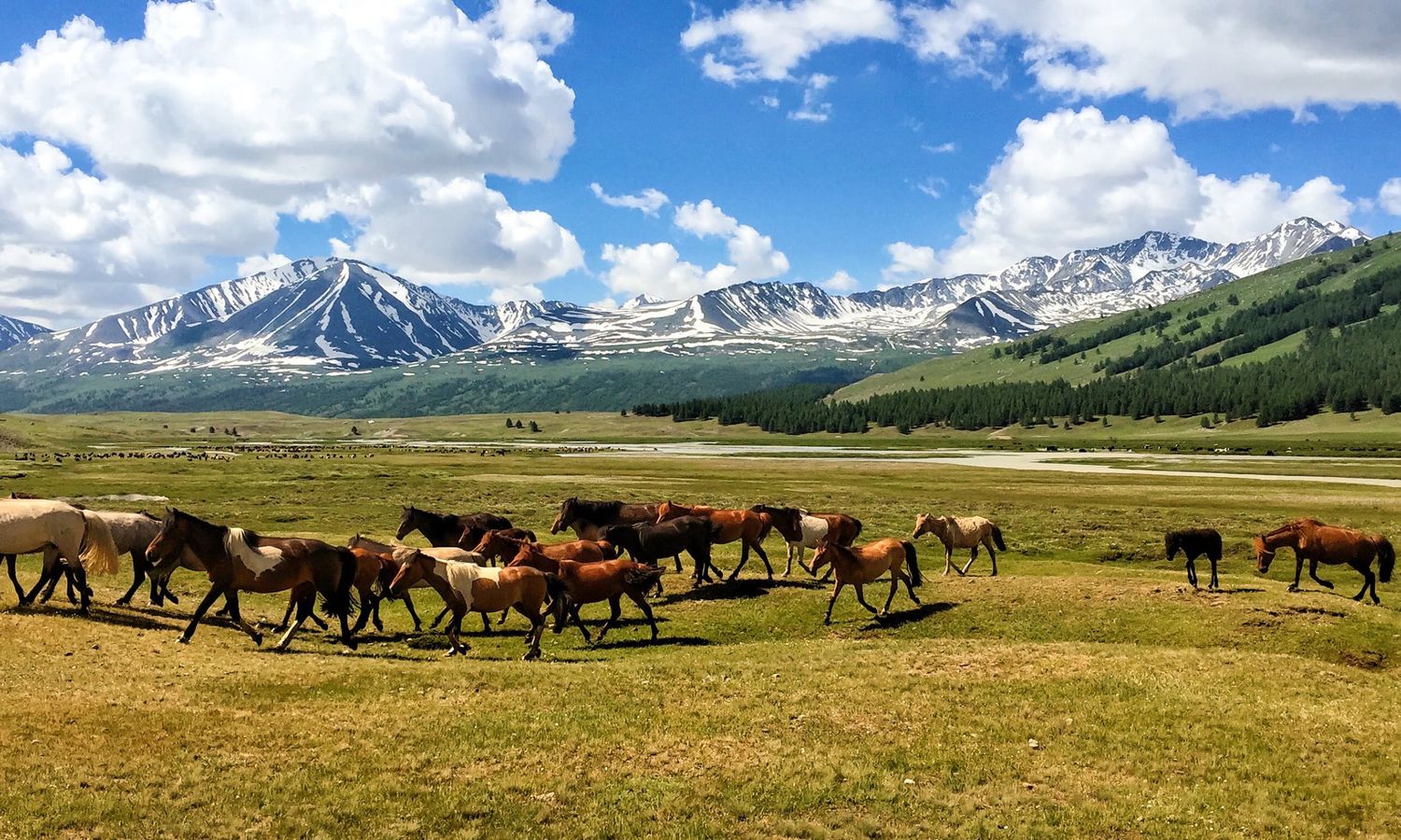 Horses in an Altai valley below snow-capped peaks, Western Mongolia