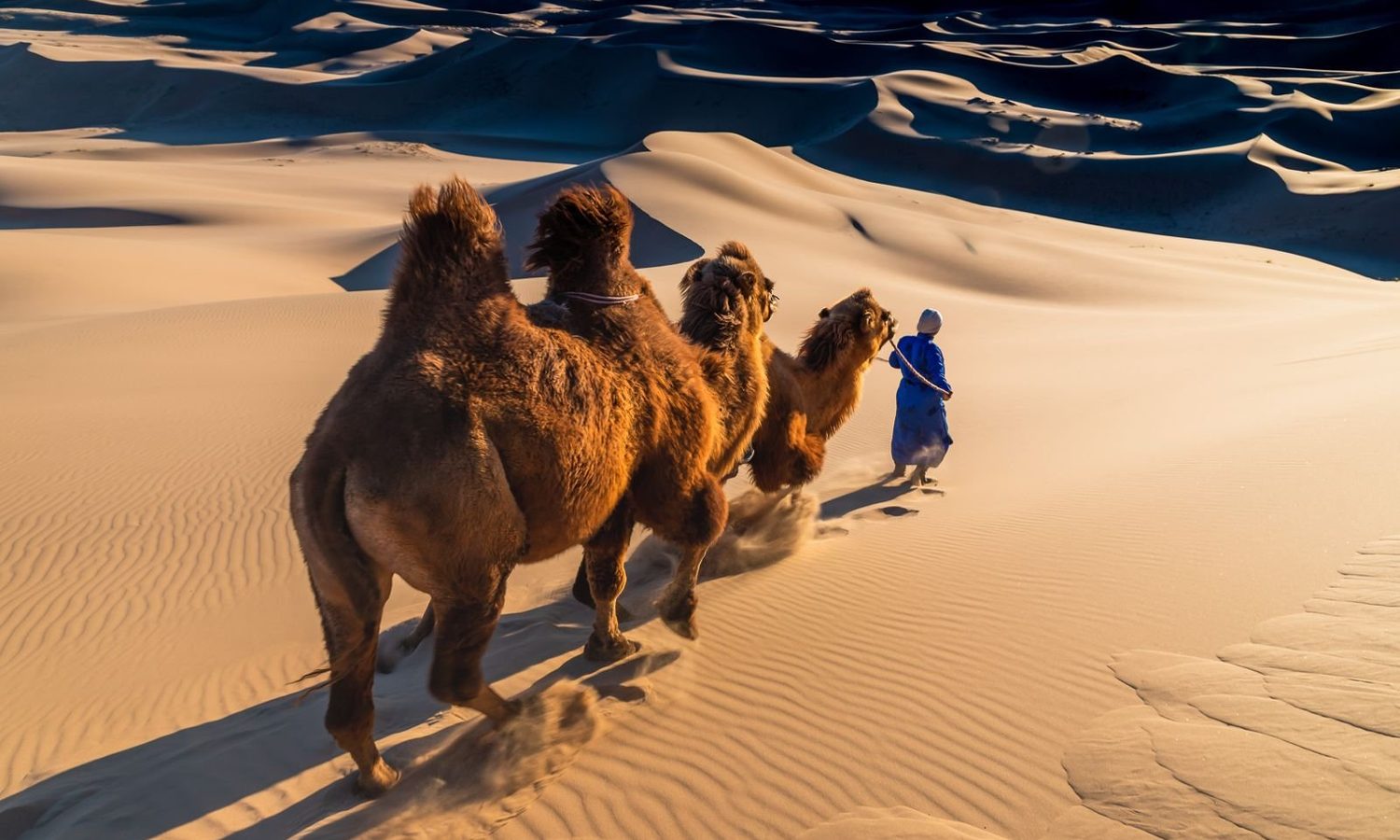 A herder in a blue deel leading three Bactrian camels down a golden sand dune