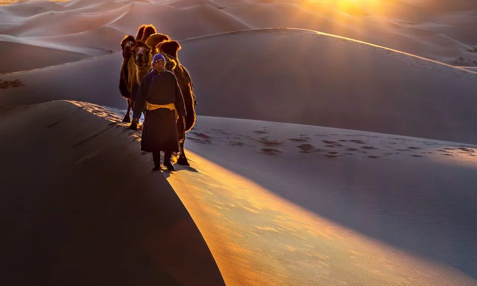 A herder leading camels along a Gobi dune crest at sunrise