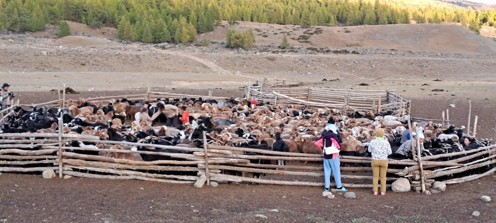Guests watching a herding family among their sheep and goats in a wooden corral below a larch forest
