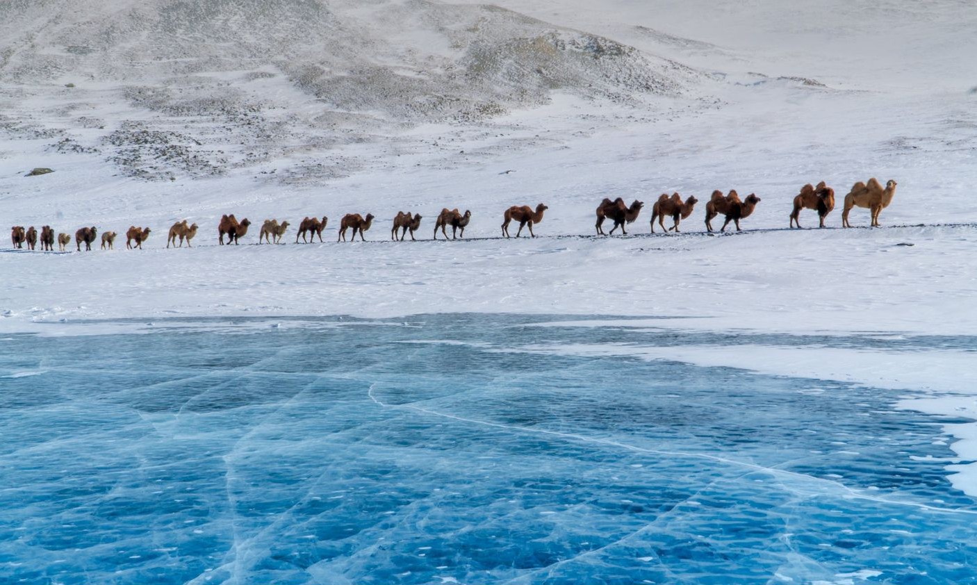 Bactrian camels crossing a frozen lake during the winter migration in Western Mongolia