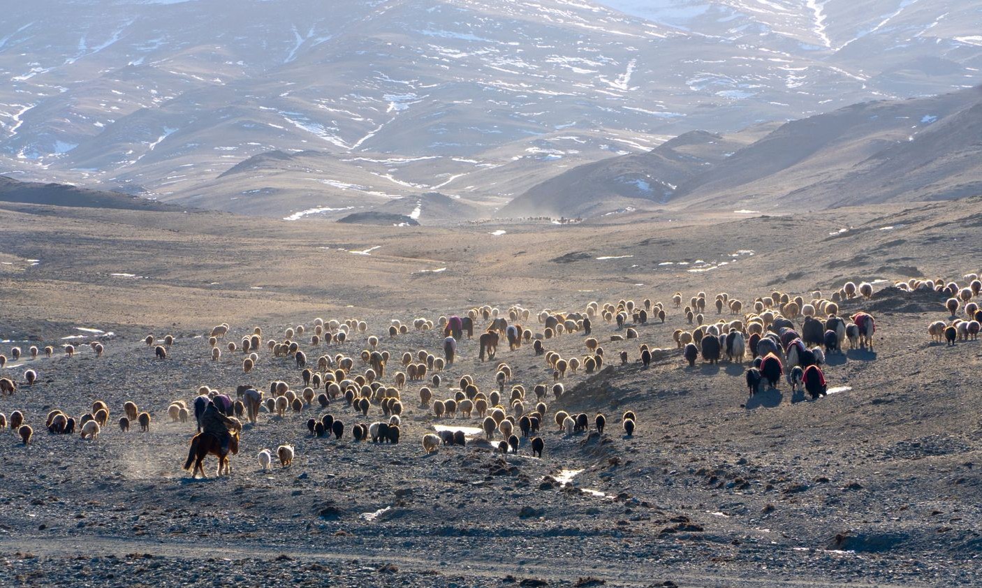 Nomad herds and a rider moving through a wide Altai valley on the winter migration route