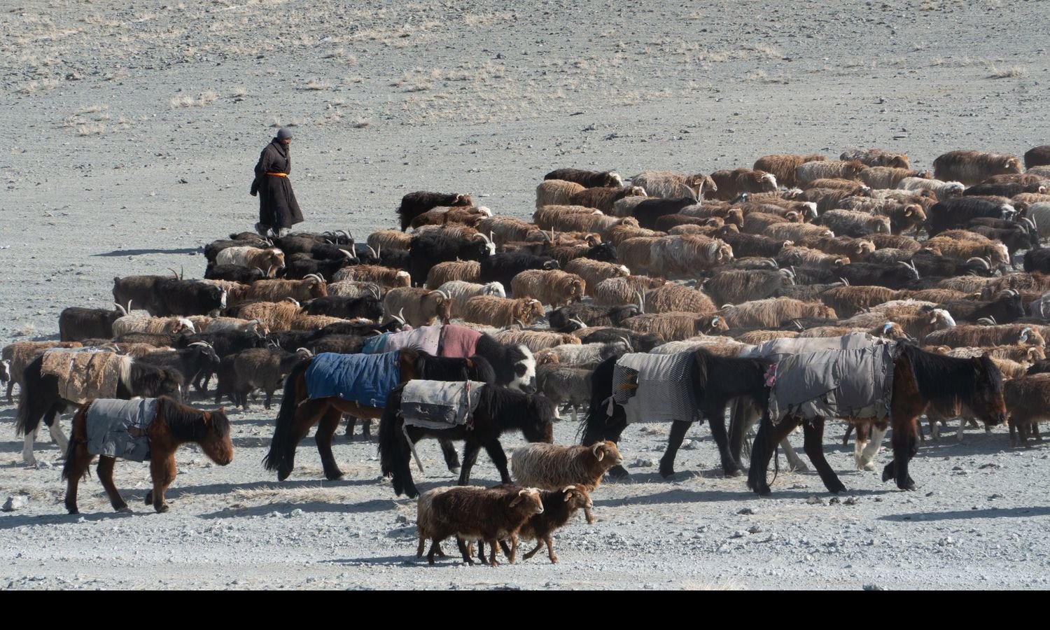 A herder in a long dark coat walking behind a large herd of goats, sheep and blanketed horses on gravel steppe