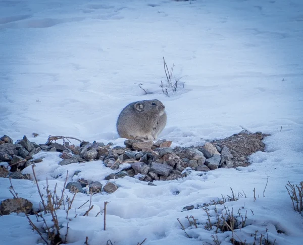 A pika sitting on rocks in the snow at Yolyn Am